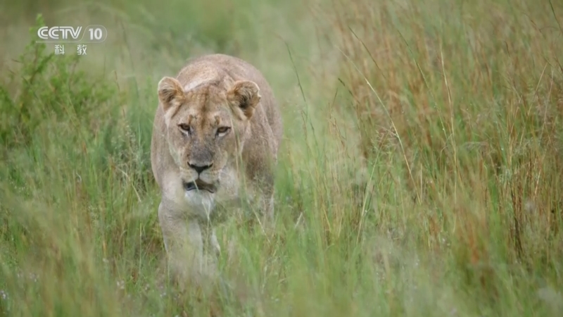 《自然传奇》 20251220 母狮娜拉 永不言败