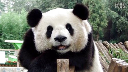 smiling girl思嘉  (2011年的思嘉)