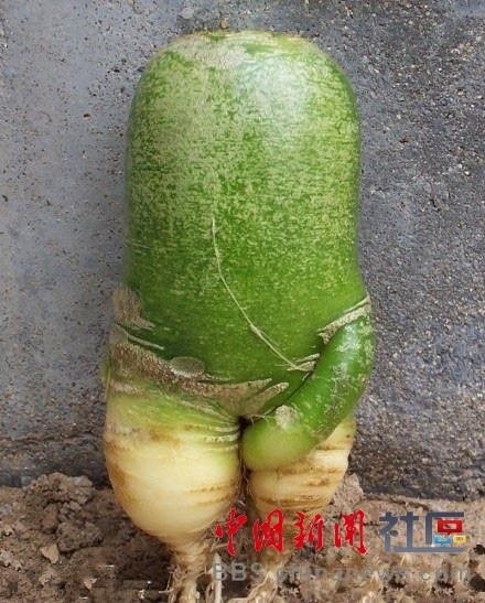 com_mongol home page