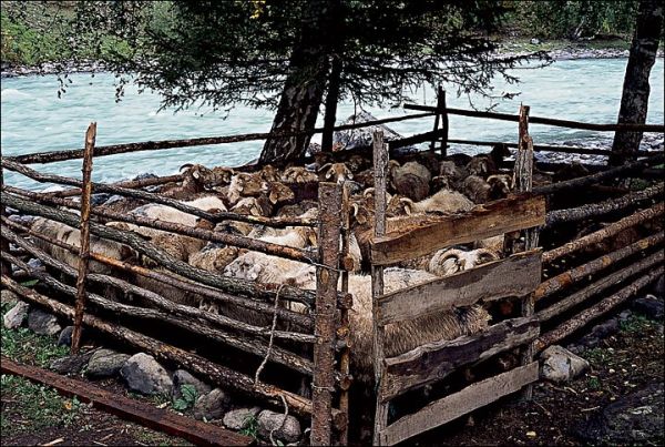 com_mongol home page