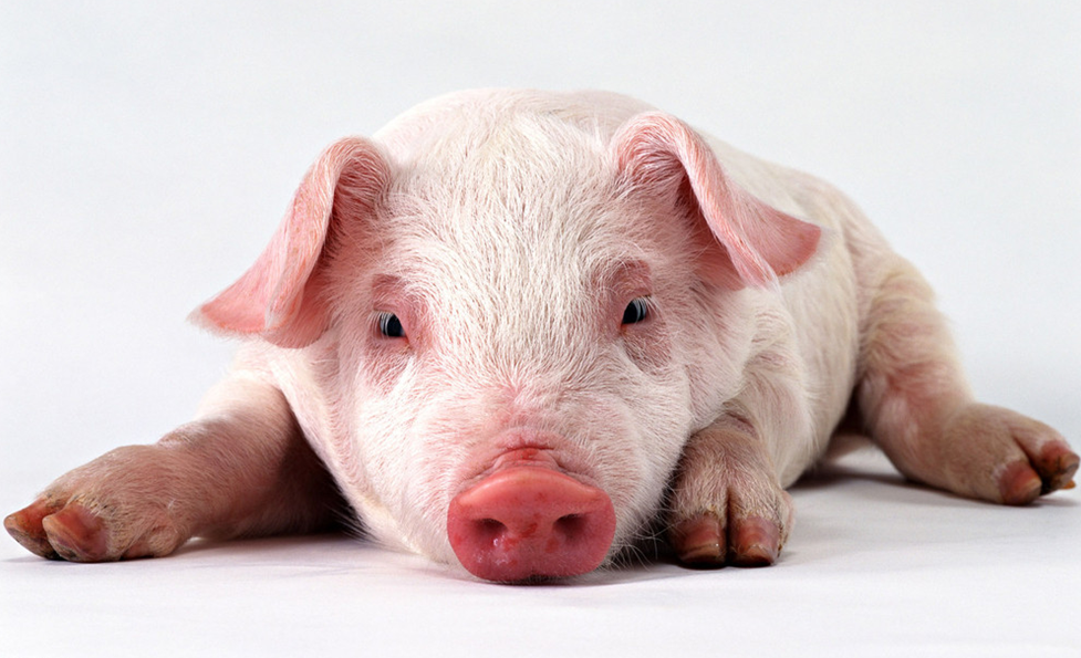 ③    