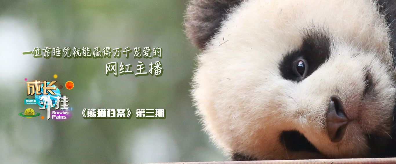 《熊猫档案》靠睡觉赢得宠爱的网红