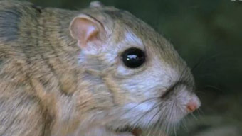 央视网_世界就在眼前