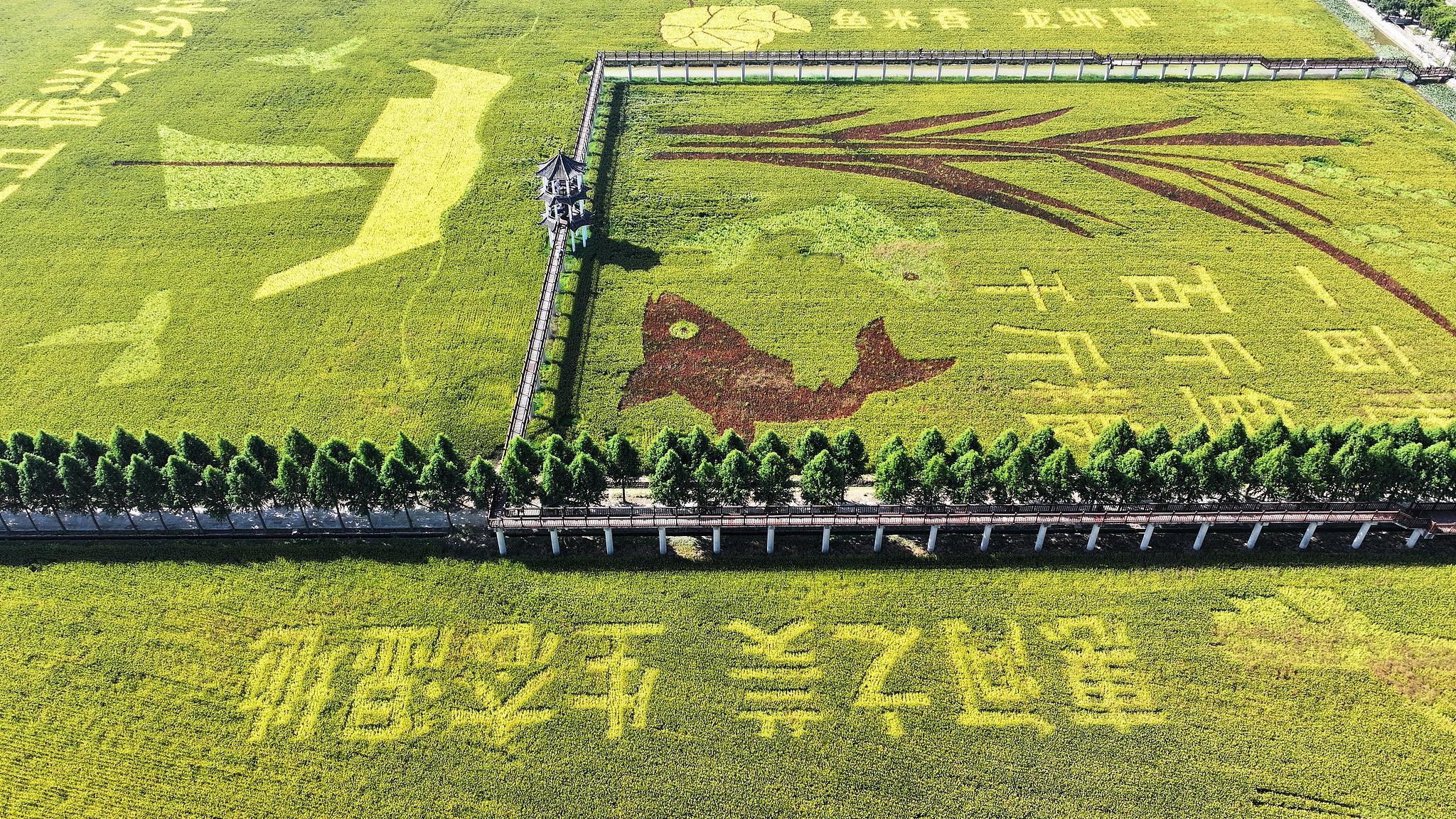 大地为卷，彩稻作笔！全国各地稻田画上新