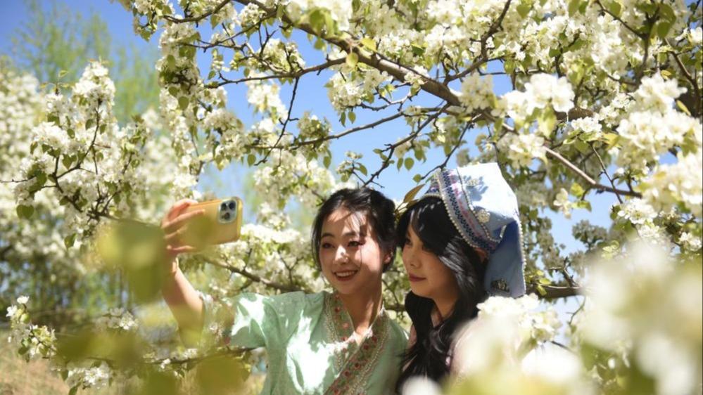 从单纯赏花到为花消费 “赏花经济”串联起