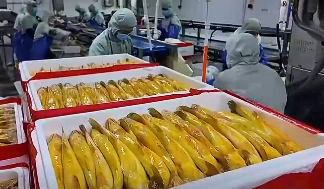 大黄鱼迎来上市高峰 海上捕捞加工一线忙