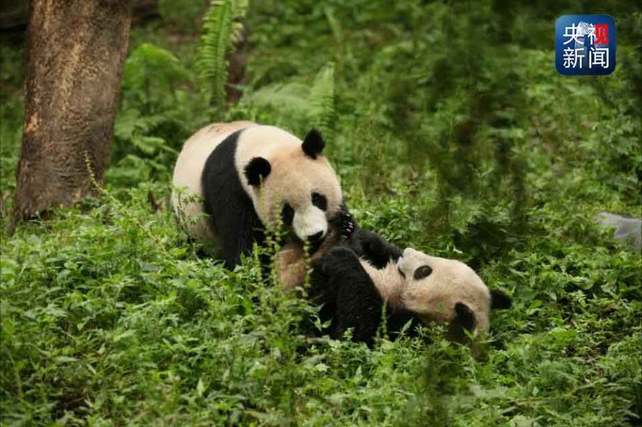 大熊猫"华姣"今天下午放归野外 作告别"宣言"