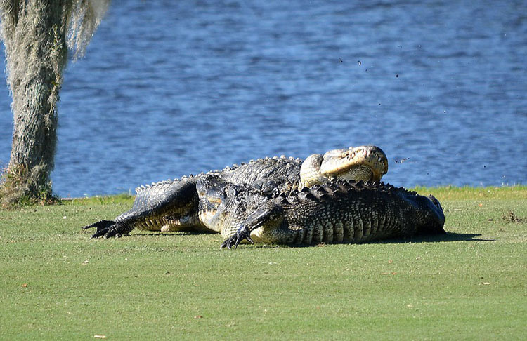美两巨鳄高尔夫球场"厮杀"场面震撼