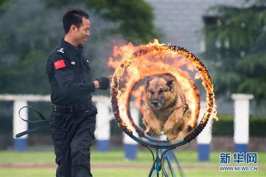 警犬秀实战绝技 现场搜索爆炸物和缉毒
