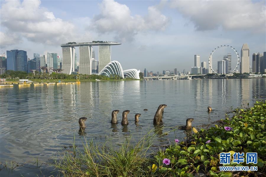 新加坡独特江獭家族"碧山十"