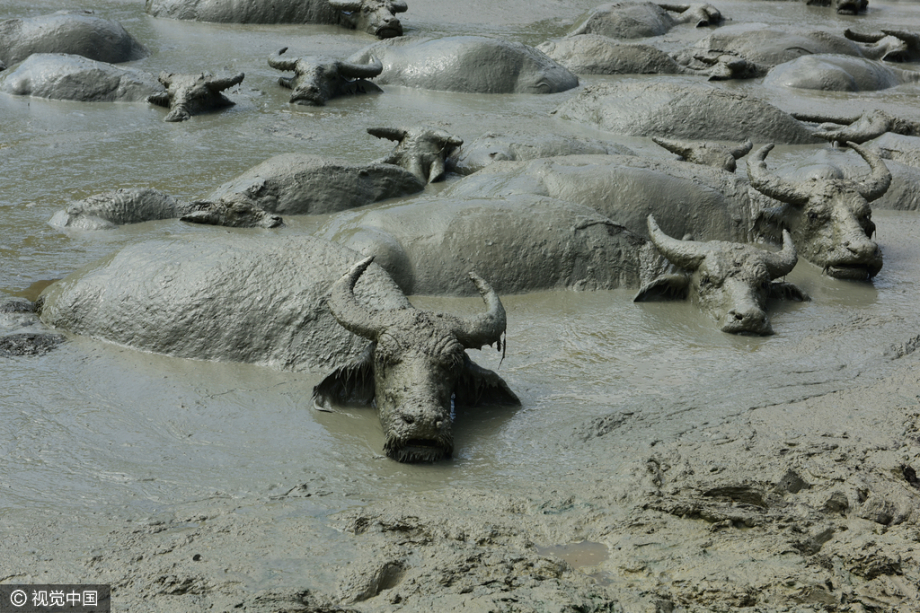 湖北恩施:上百水牛同池共洗"黄泥浴"
