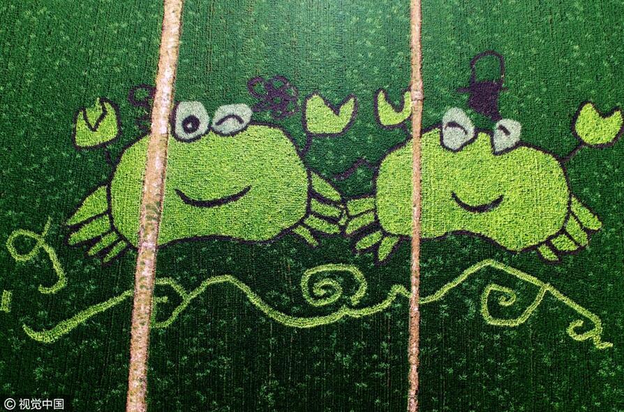 [高清组图]江苏苏州:阳澄湖莲花岛再现彩色稻田画