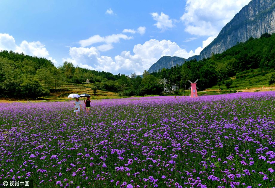 湖北恩施:高山花海开门迎客