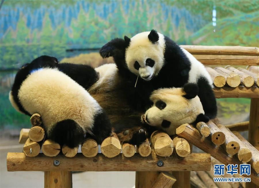 加拿大出生的龙凤胎熊猫宝宝欢庆周岁