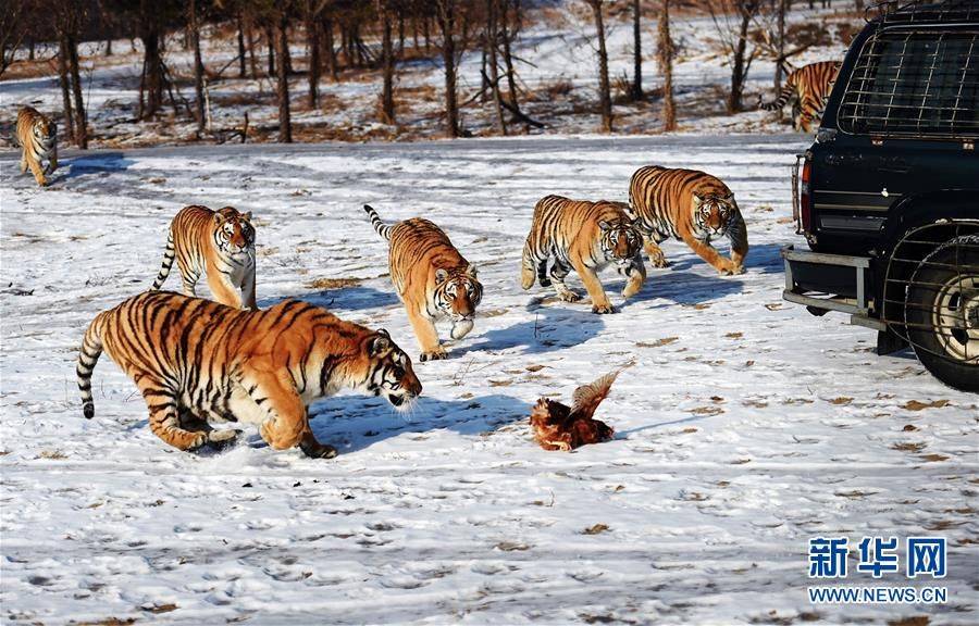 实拍东北虎冬季"围猎"