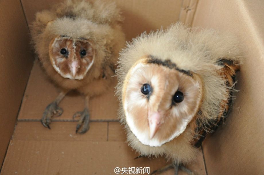 两只鸟学名叫草鸮,又称猴面鹰,属国家二级保护野生动物