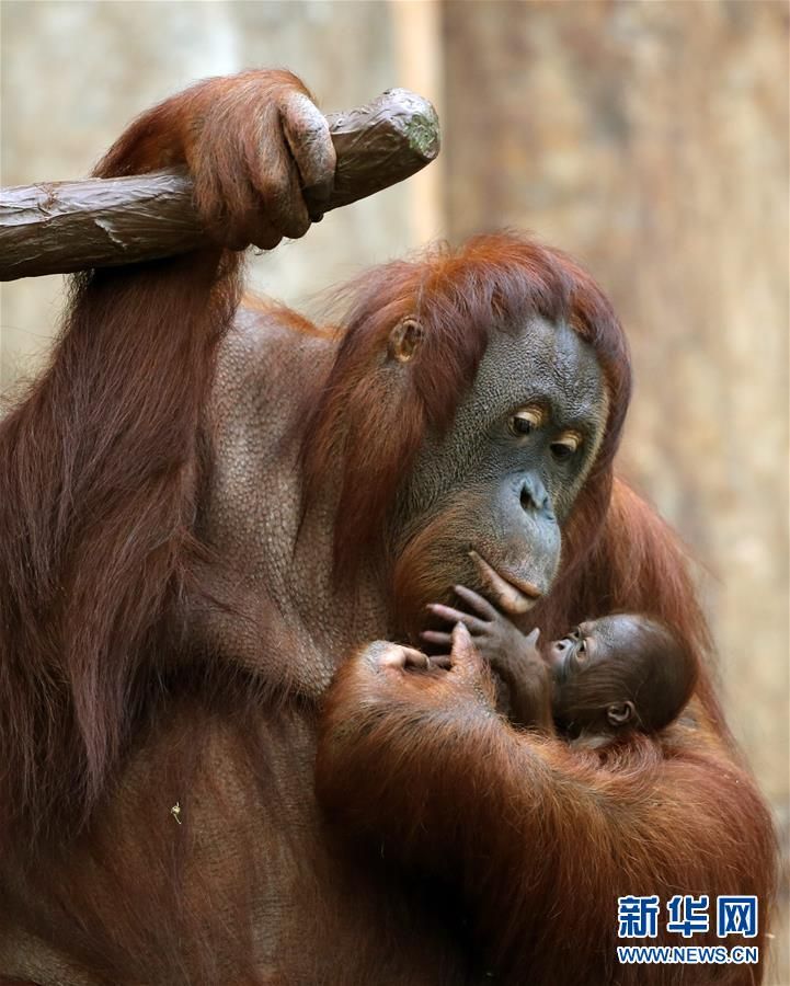 12月7日,在德国克雷菲尔德的动物园,一只母猩猩将出生仅三天的幼崽抱
