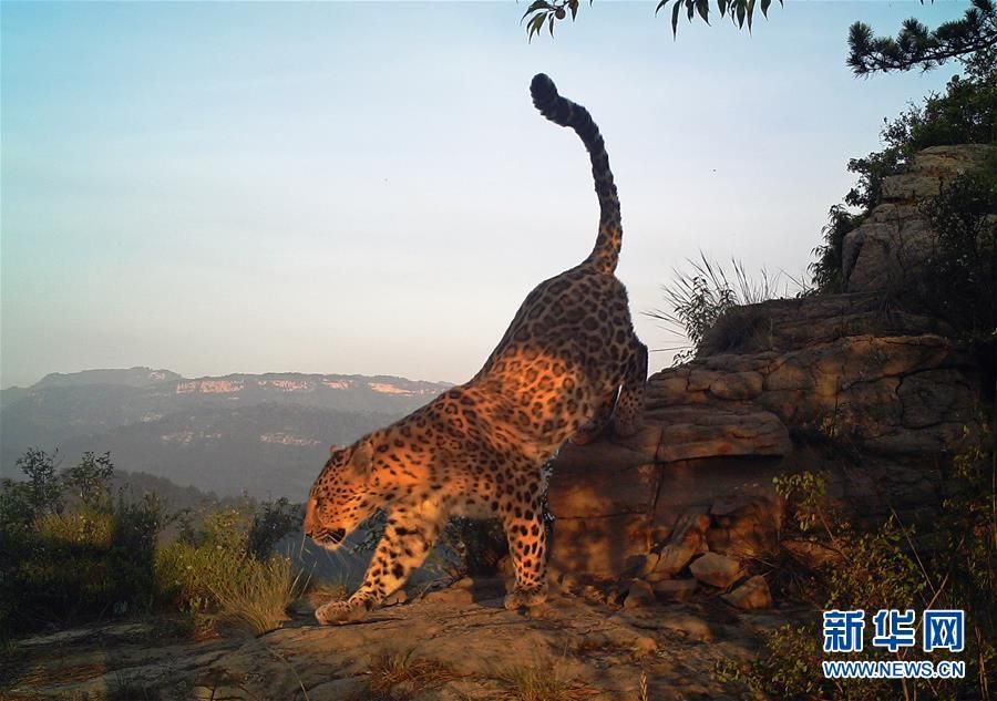 左二),老豹子队队长魏栓兵(右)和志愿者蒋航在巡山时合影(11月13日摄)