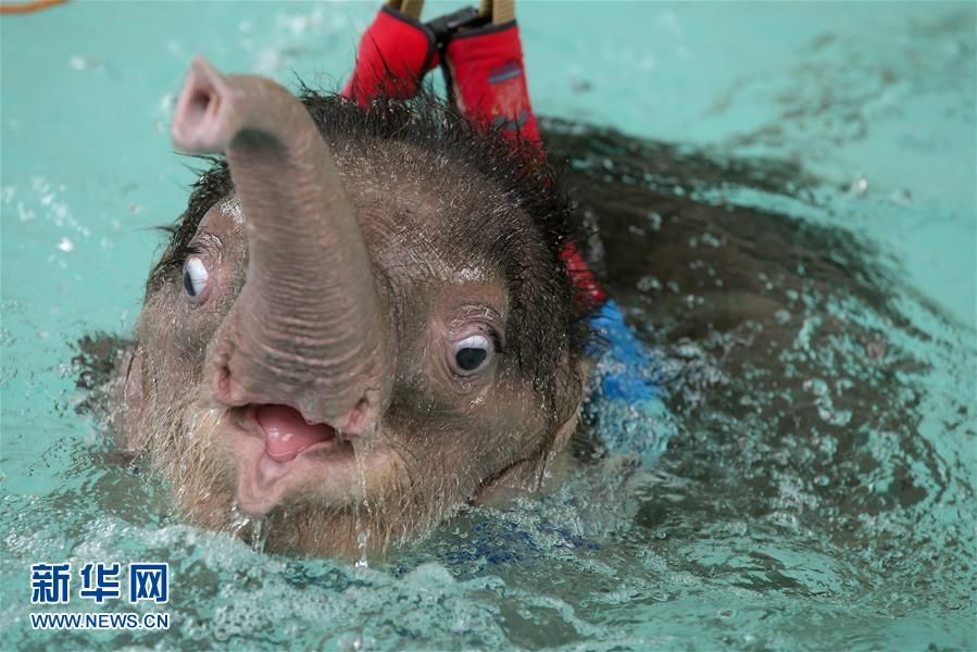 泰国为受伤小象进行水疗