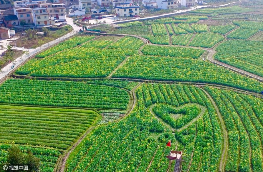 广西桂林永福县广福乡一处40亩的油菜花田里,一幅巨型的爱心图案吸引
