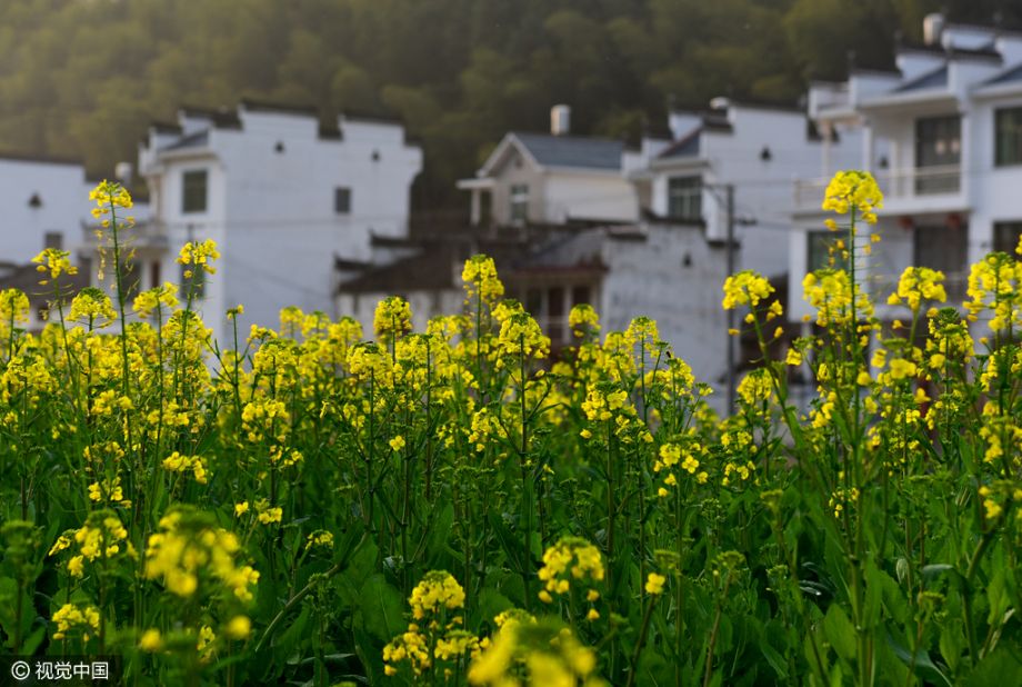 [高清组图]江西婺源:油菜花海提前绽放 二月底进入赏花期