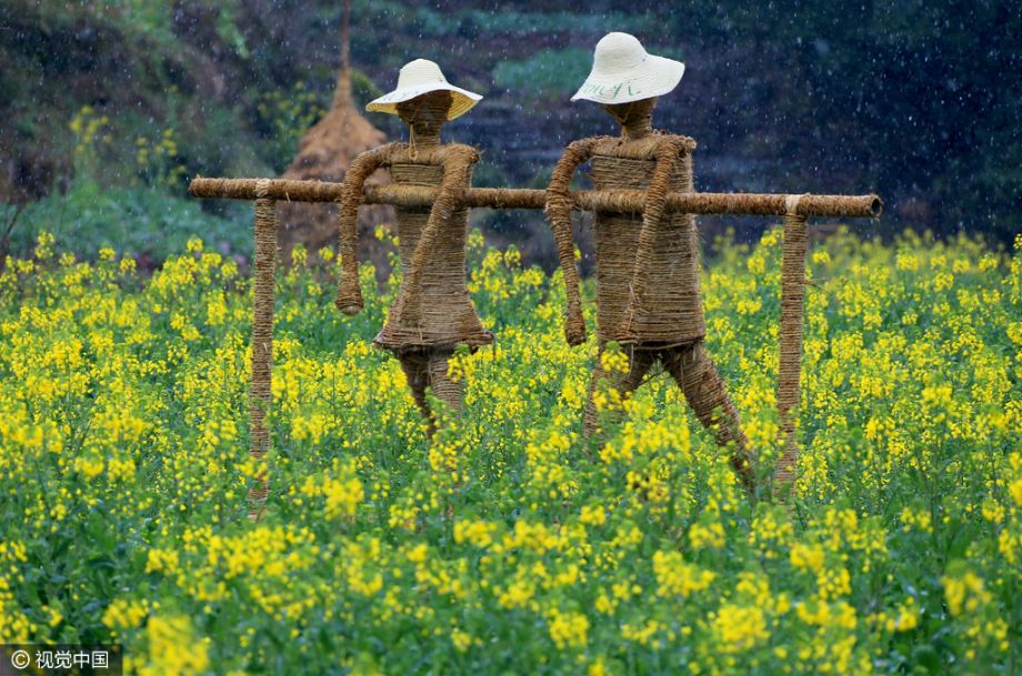 江西婺源:奇趣稻草人扮靓油菜花海