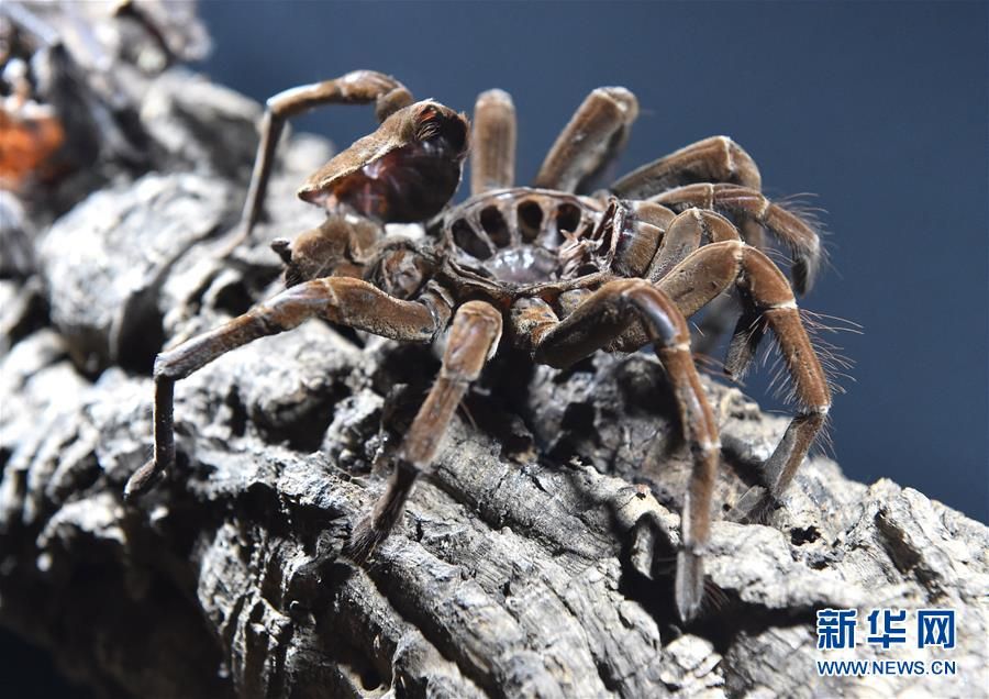 蜘蛛和蝎子的神奇世界