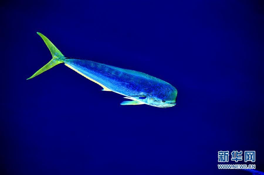 决心号在南海拍到鲯鳅舞姿曼妙