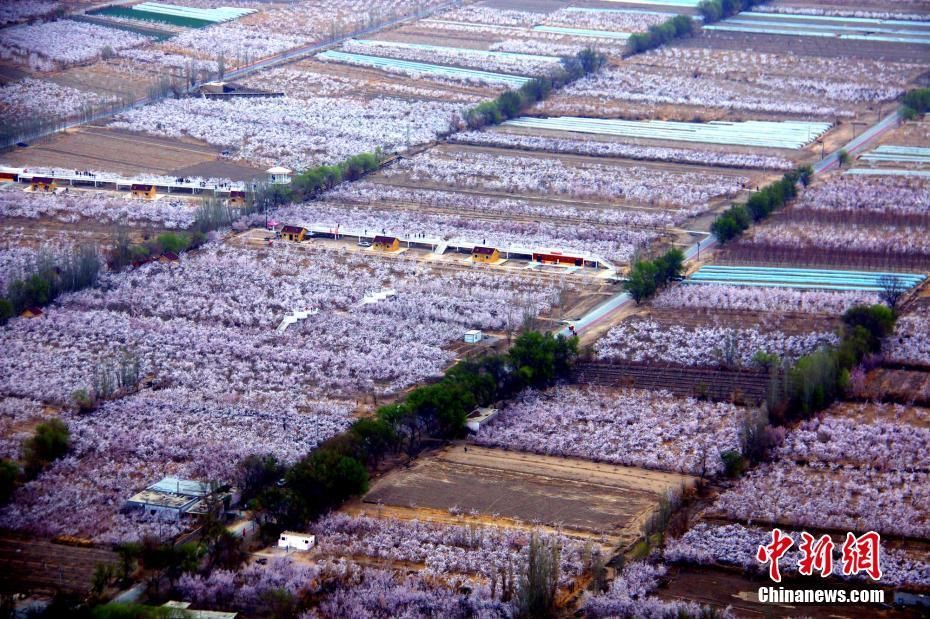 俯瞰新疆托克逊县万亩杏园