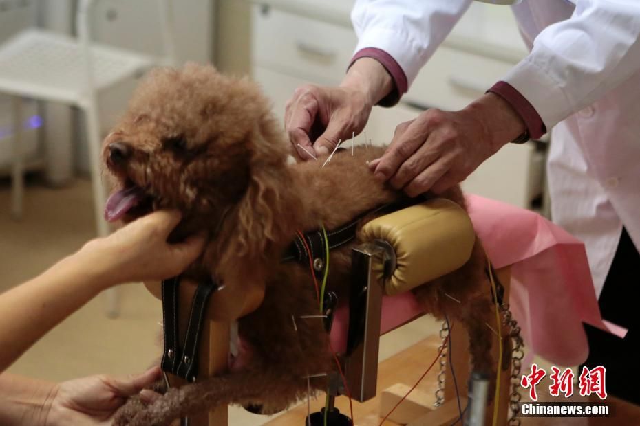 "汪星人"接受针灸治疗 缓解病痛困扰