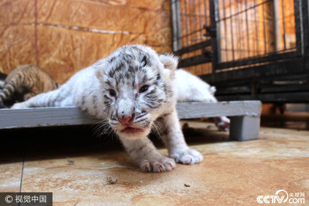 山东荣成诞生两只珍稀金虎 毛色金黄耀眼