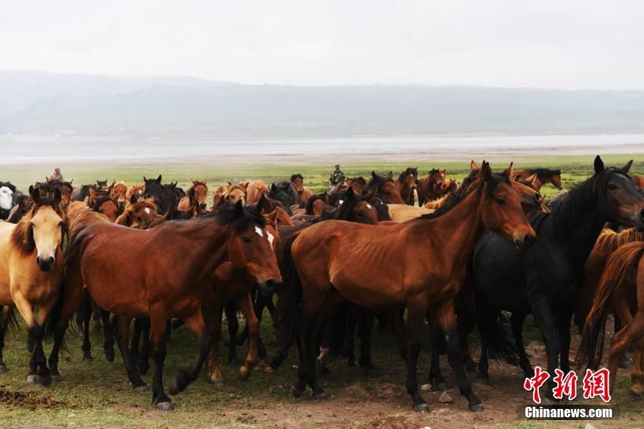 山丹军马场位于河西走廊中部,祁连山冷龙岭北麓的大马营草原,初始于