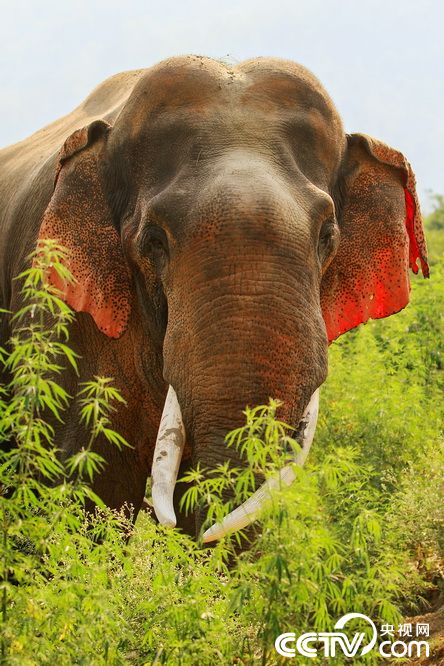 印度现红耳大象 "面红耳赤"自带娇羞