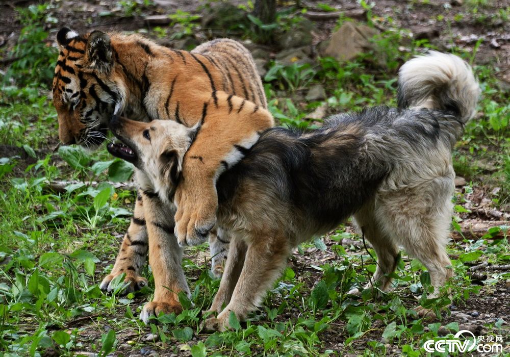 俄罗斯不做天敌做朋友老虎和狗勾肩搭背一起玩