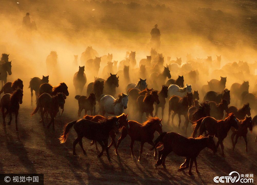 摄影师实拍土耳其马群 尘土飞扬似古战场