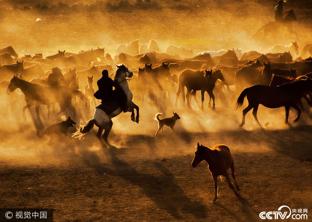 摄影师实拍土耳其马群 尘土飞扬似古战场