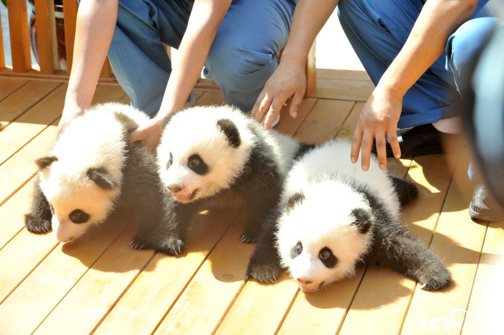三只大熊猫宝宝亮相 面向社会各界征名认养