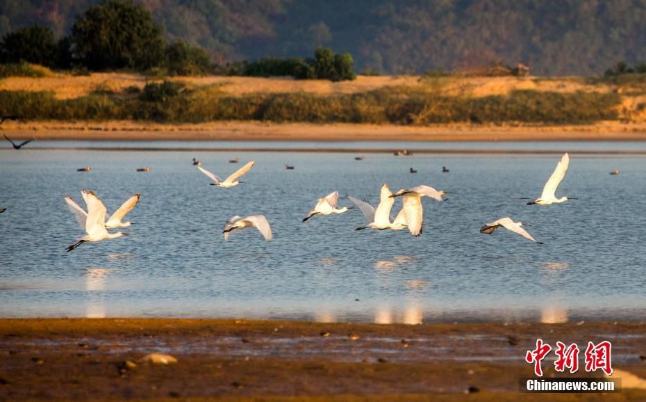 大批冬候鸟飞抵鄱阳湖栖息越冬