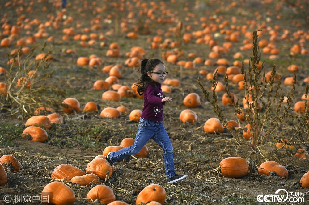 英国民众亲手采摘南瓜迎万圣节 南瓜农场走俏