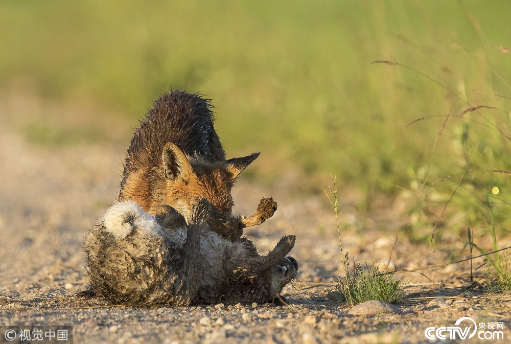 立陶宛森林上演罕见一幕 狐狸捕食野兔遭反击落荒而逃