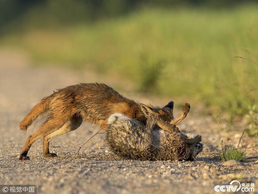 立陶宛森林上演罕见一幕 狐狸捕食野兔遭反击落荒而逃