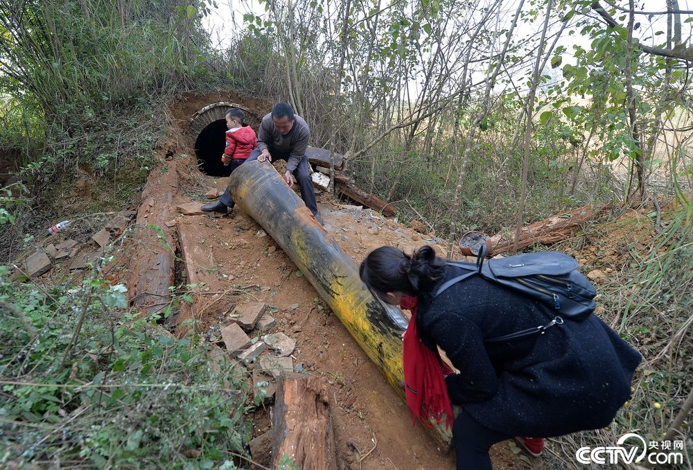 成都家人迁坟发现超大血灵芝
