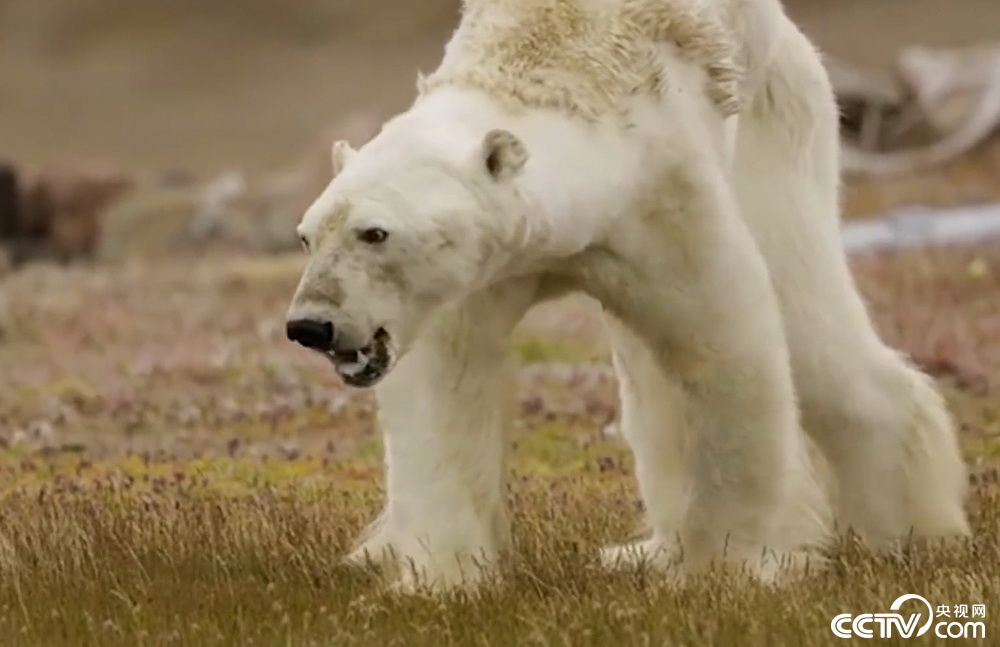 北极熊骨瘦如柴 翻垃圾桶捡食物