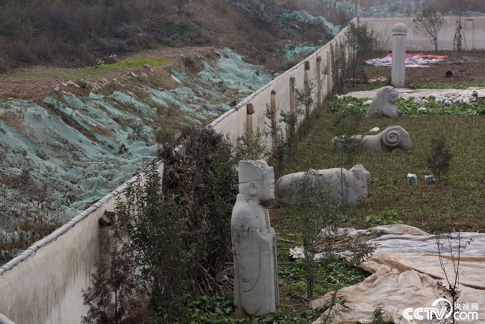 西安长安区"宣王墓"成菜地