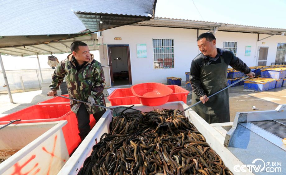 利用当地丰富的水资源优势,采用无泥养殖技术,仿造黄鳝野生