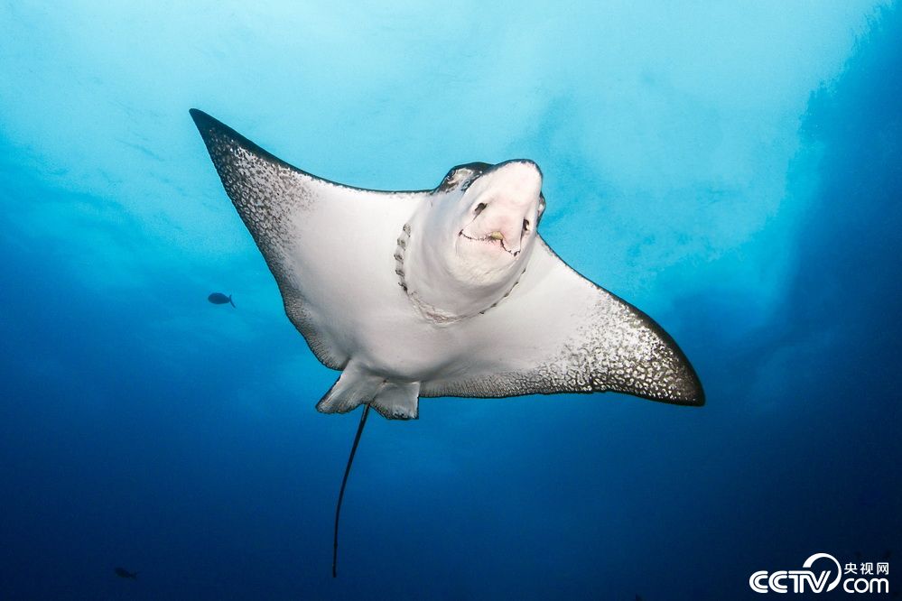 鳐鱼面对镜头"卖萌微笑"