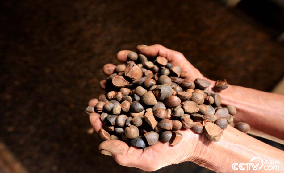 古法榨茶油 香飘大山外_央视网(cctv.com)