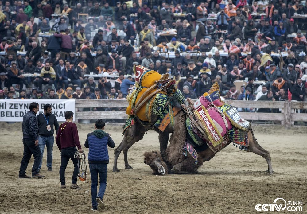 土耳其举行骆驼摔跤节大块头展开力量较量