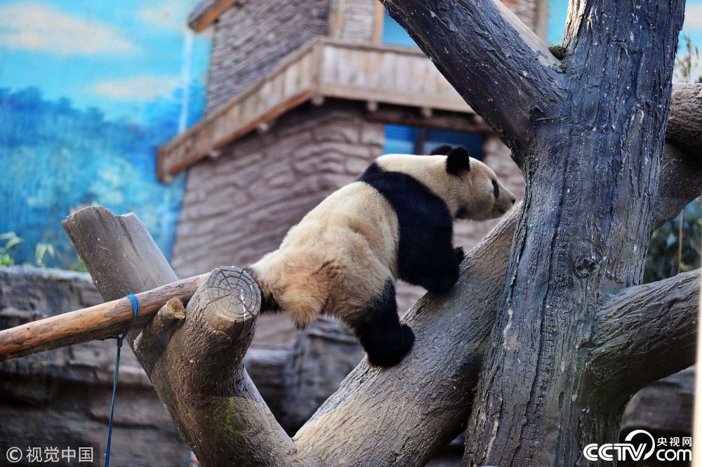 "功夫熊猫"走独木桥爬大树 萌翻游客