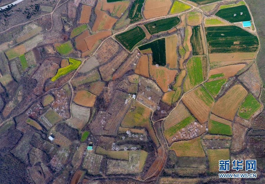 中原农田色彩斑斓